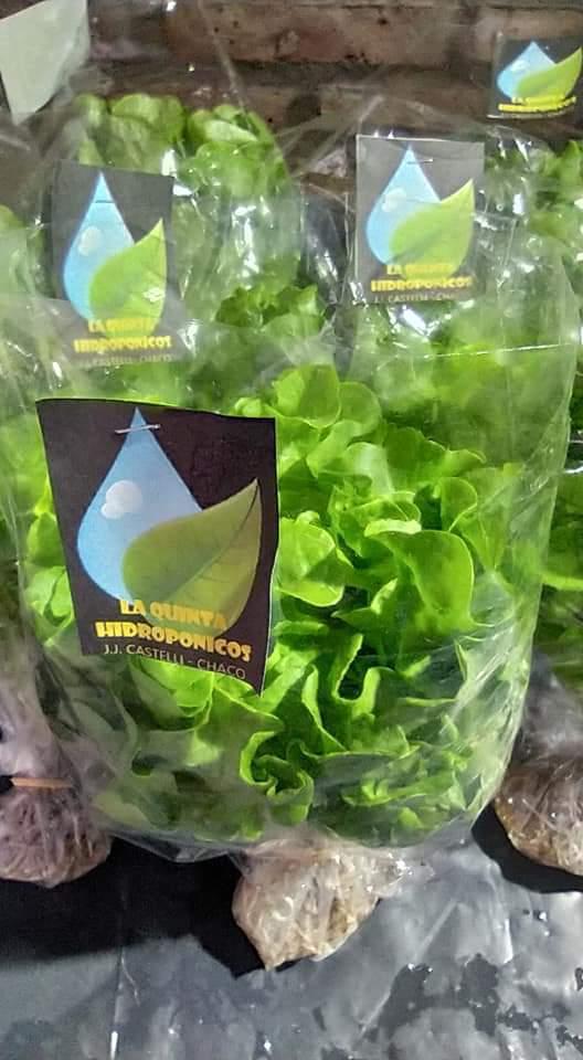 verduras-hidroponicas 2020-07-02 (02)