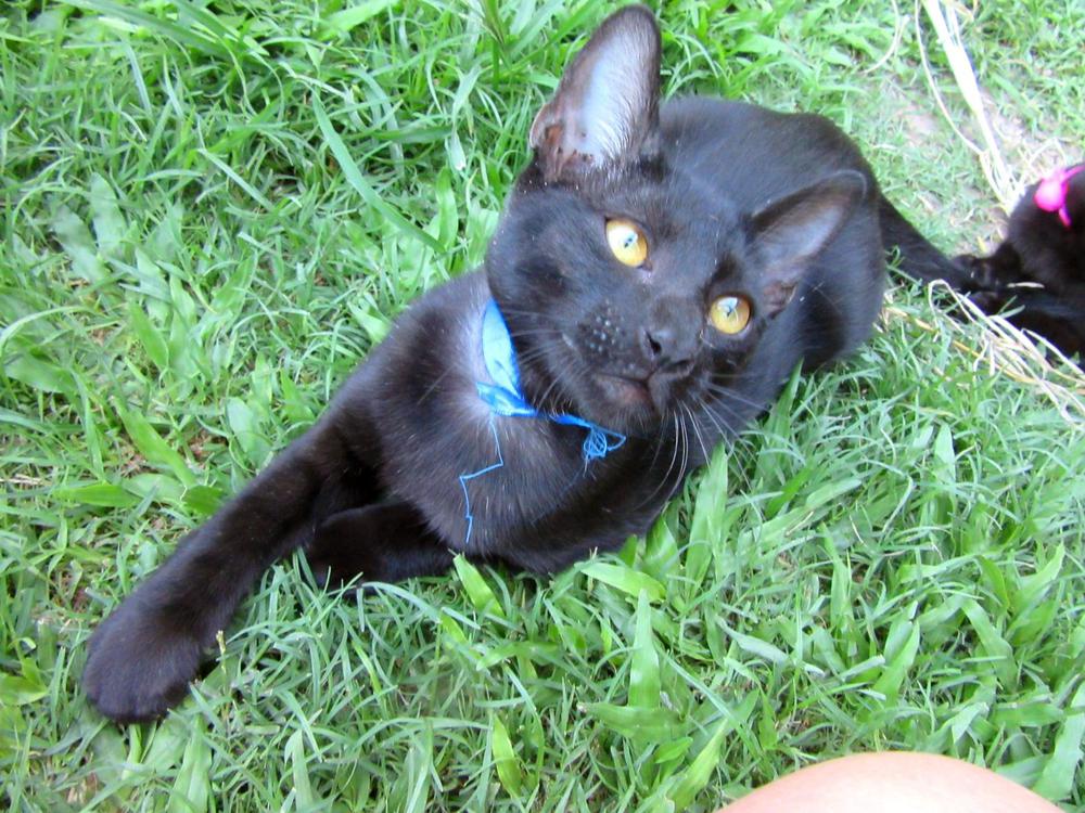 gato-en-adopcion 2021-02-05