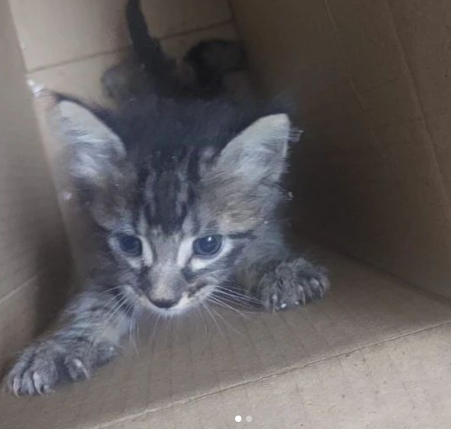 gato_1
