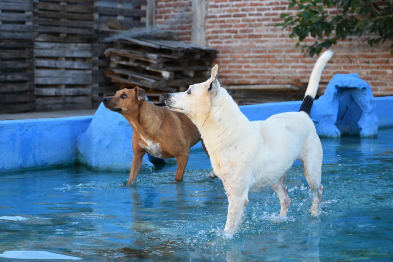 Huellas-Caninas-20-08-09-05