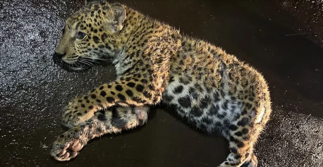 cachorra-yaguarete-1