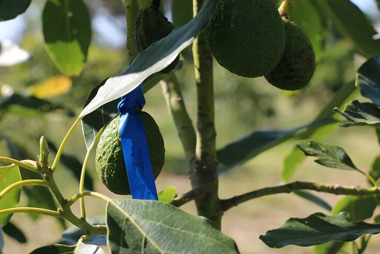 Palta_1
