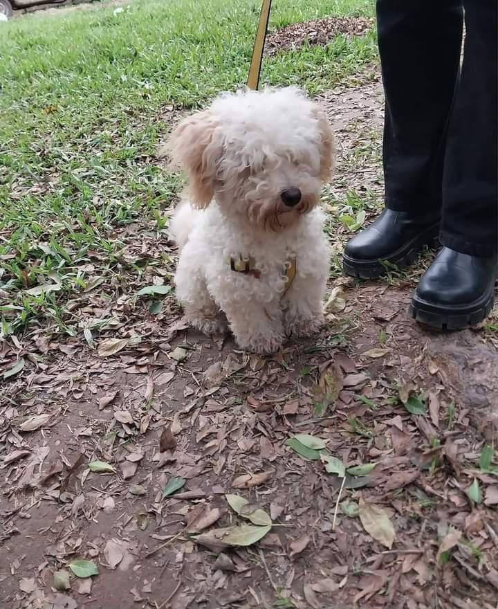 perro-caniche_1