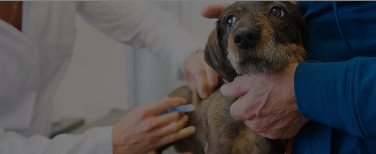 perro-con-diabetes_1