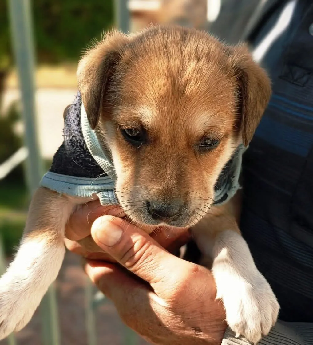 cachorro-en-adopcion-responsable_1