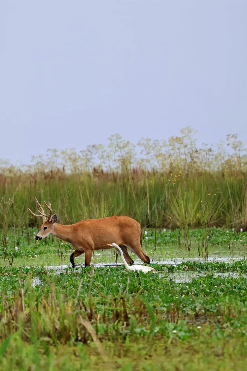 avistaje-en-el-Portal-Carambola-de-los-esteros-del-Ibera-2026-03-31(01)