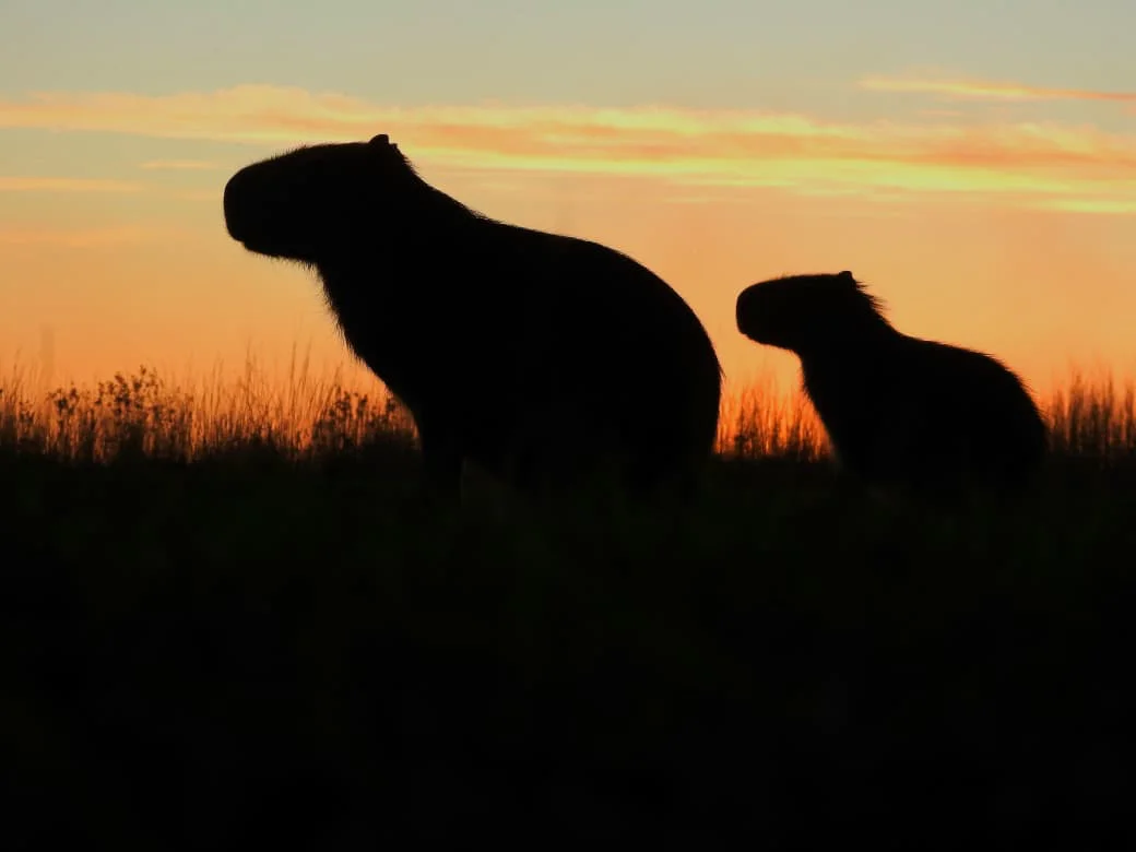 avistaje-en-el-Portal-Carambola-de-los-esteros-del-Ibera-2026-03-31