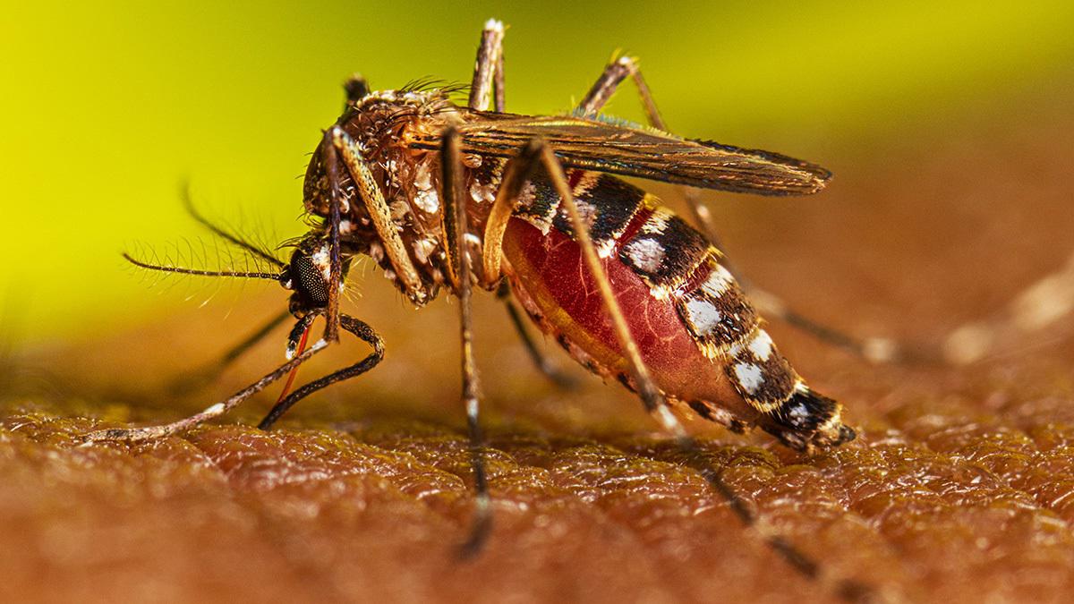 dengue-1