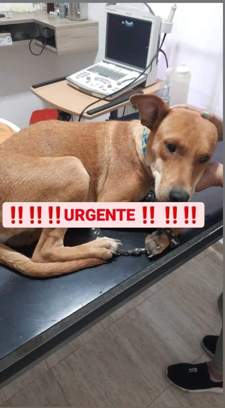 gringo-perrro-con-parasito-de-rinon_1