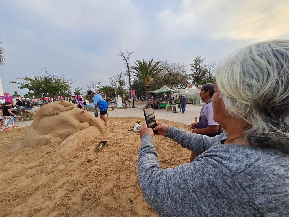 oso-hormiguero-en-arena-en-la-bienal-del-impenetrable