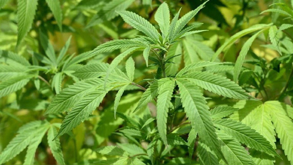 cannabis