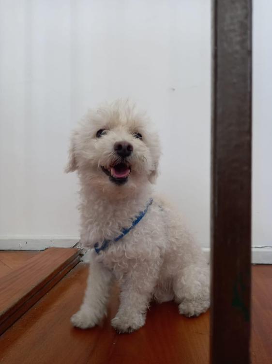 mascota-01