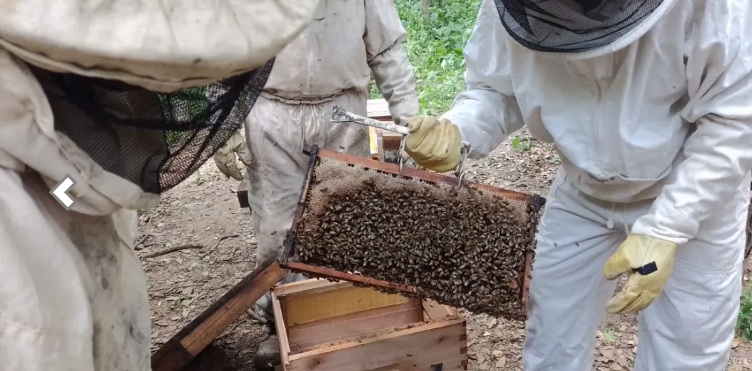 miel-de-abejas_1