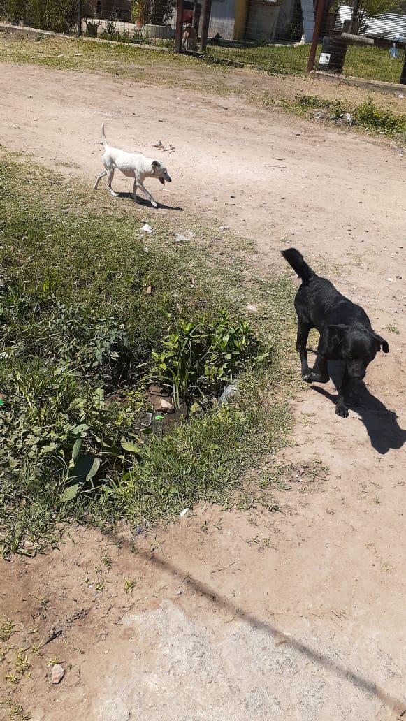 perros-en-el-barrio-zampa 2020-09-28