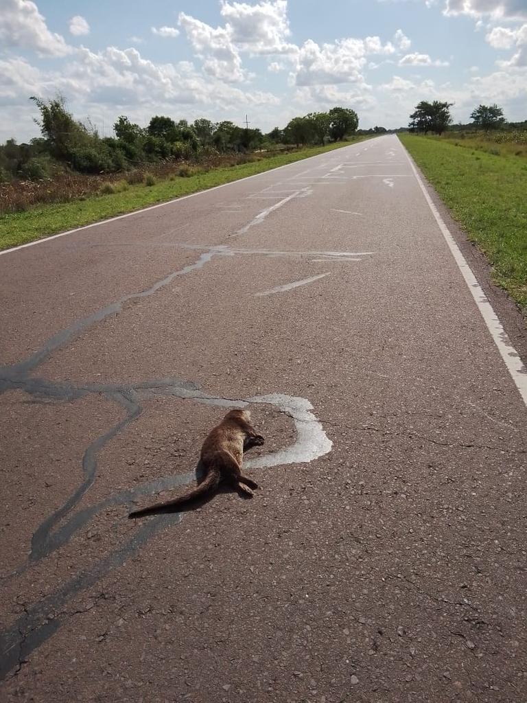 atropellamiento- de- Fauta