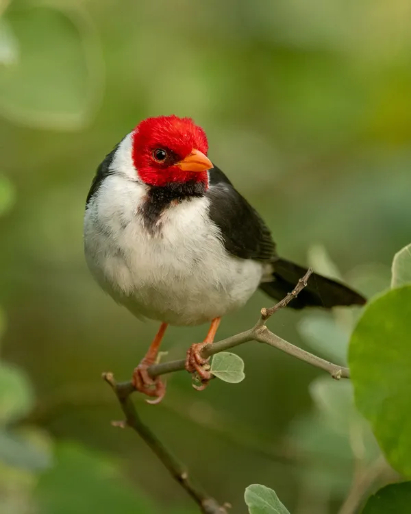 ave-en-El-Imepentrable-Chaco_2